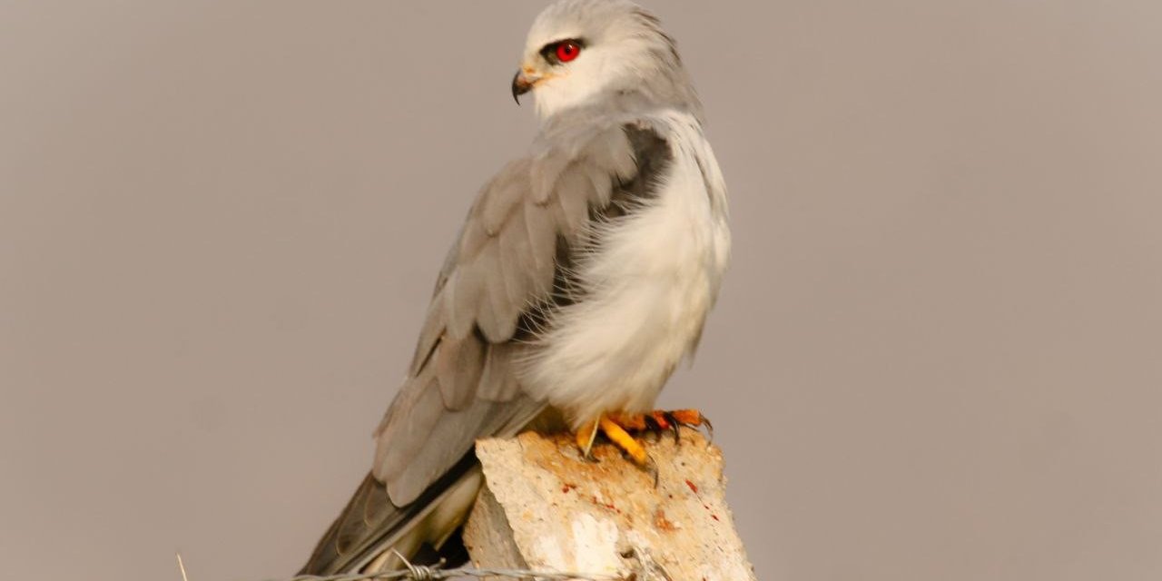 Kahramanmaraş’lı fotoğrafçı kuşların dünyasını keşfediyor