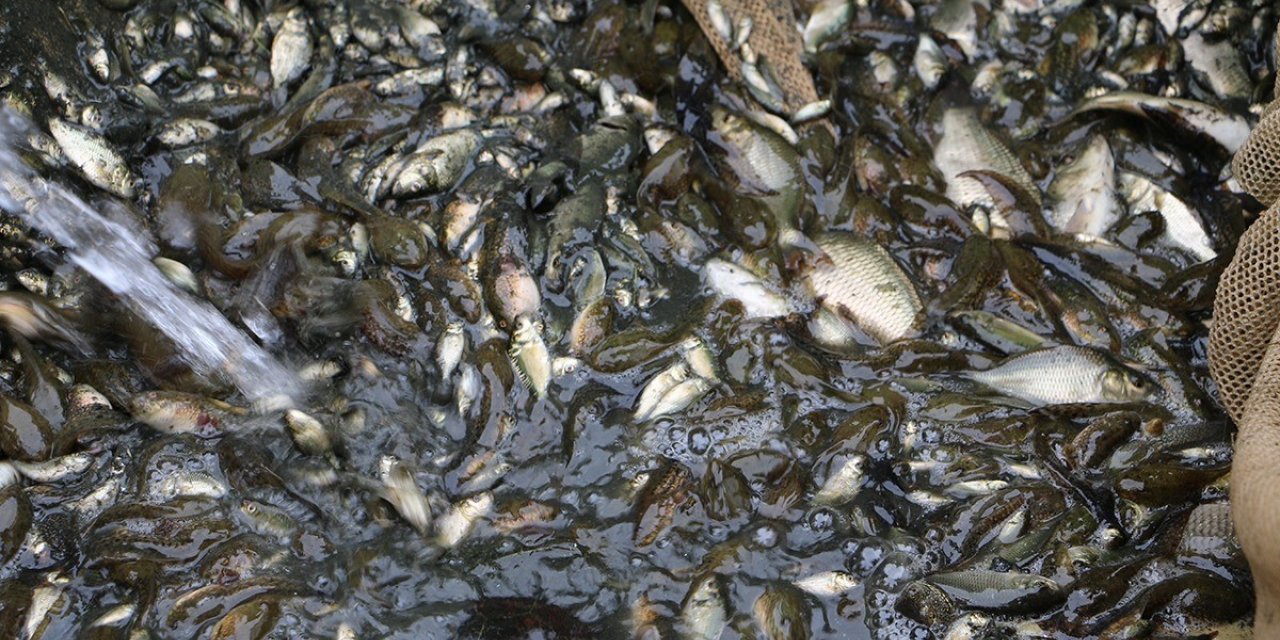 Bolu’da üretilen bir milyon yavru sazan Ankara’ya gönderildi