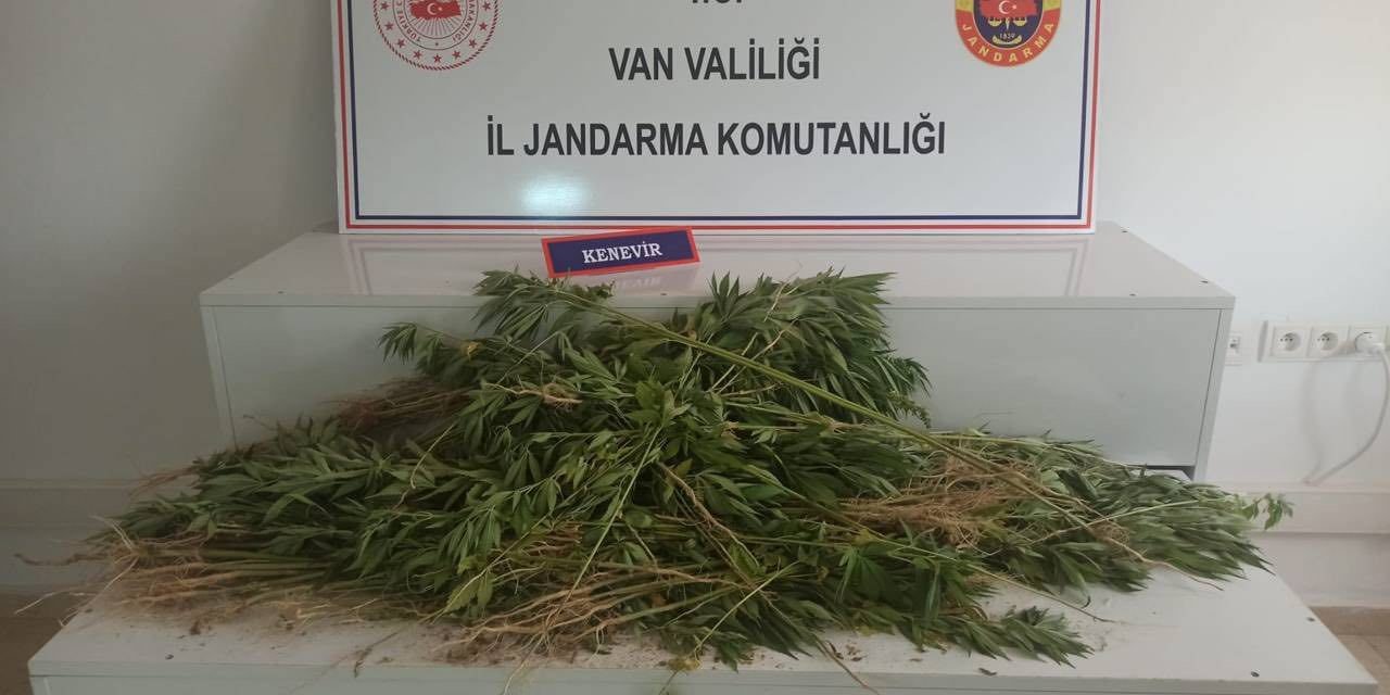 Erciş’te 237 kök Hint keneviri ele geçirildi