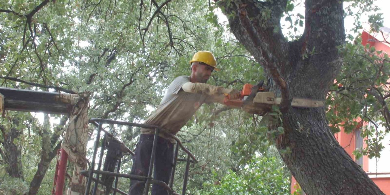 Balıkesir’de abide ağaçlara bilimsel bakım