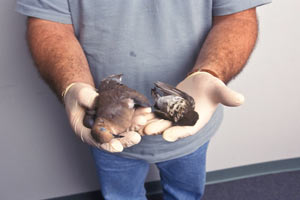 Avrupa'da ölü kuş kabusu başladı