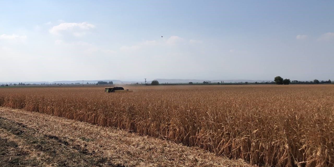 Basra sıcaklarında zorlu hasat mesaisi başladı, mısır yüz güldürdü