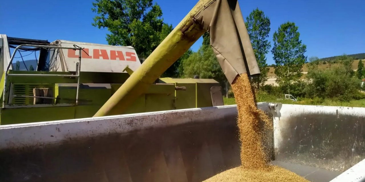 Belediye ait tarım arazilerinde buğday hasadı