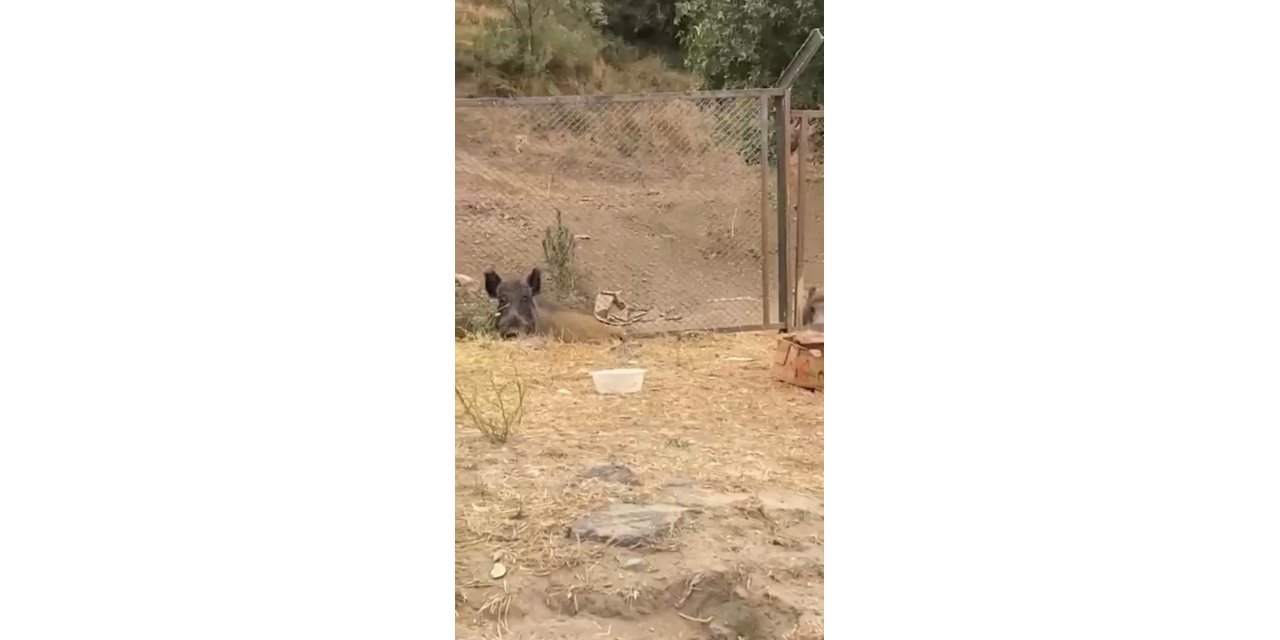 Aç kalan domuzların şehir merkezine indiği anlar kamerada