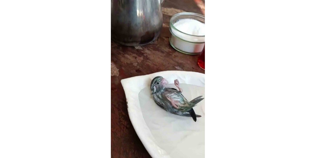 Banyo yaptırdığı kuşuyla olan diyaloğu izleyenlerin yüzünü gülümsetti