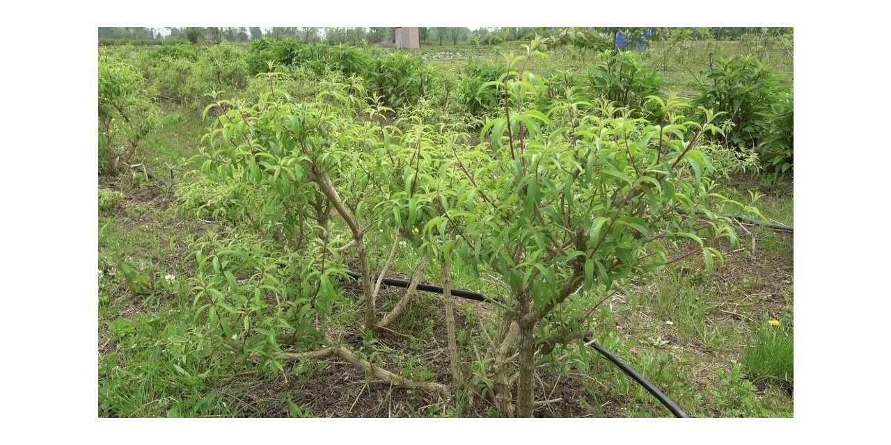 Samsun’da 33,5 milyon tıbbi ve aromatik sebze fidesi üretildi