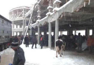 Fabrika gibi inek yatırımı!