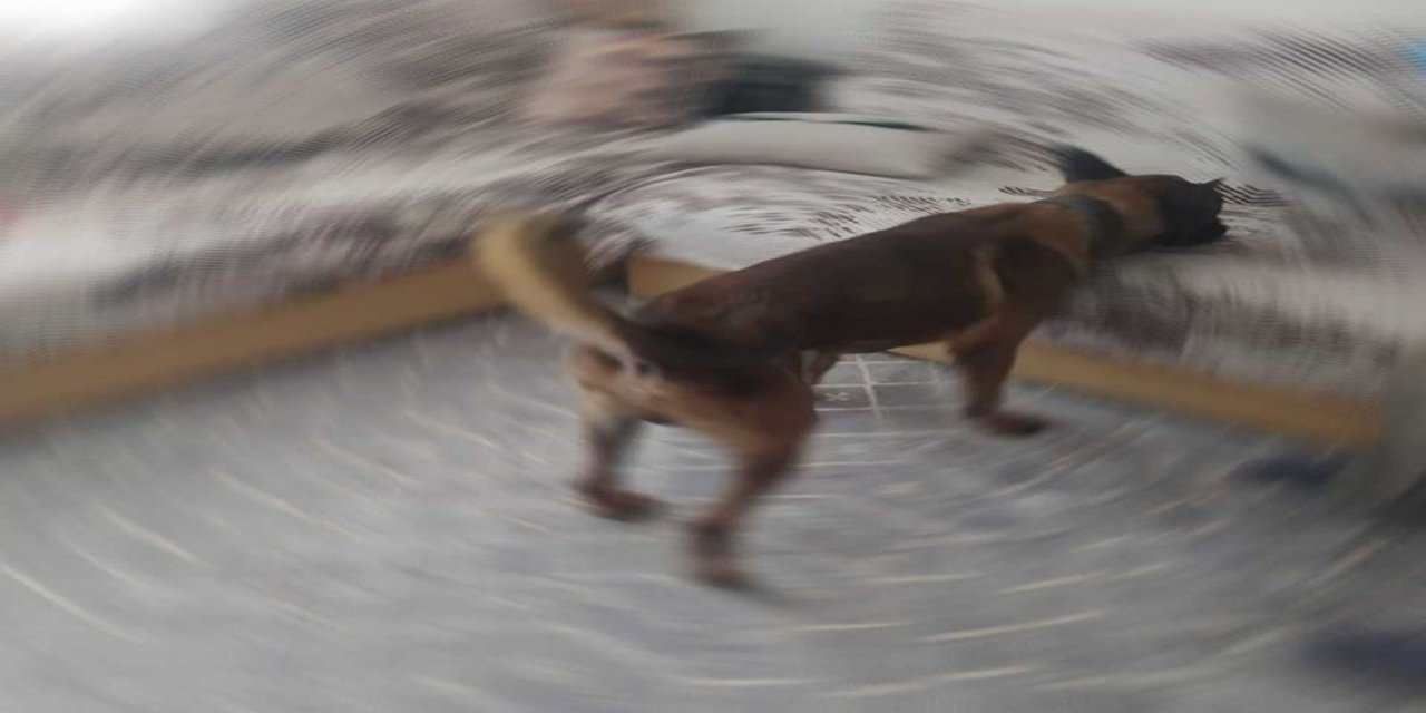 Eve yapılan baskında uyuşturucuları narkotik köpeği buldu