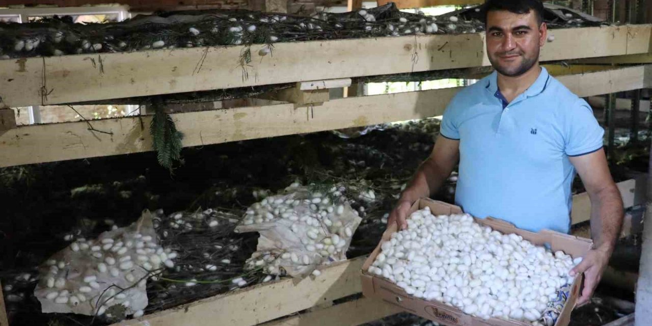 20 metrekare alanda 40 kilo yetişiyor: Kilosu 400 TL