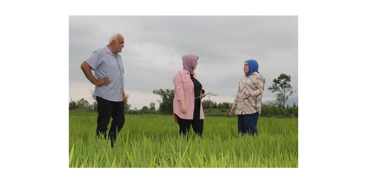 Konuralp pirincini tarlada inceledi