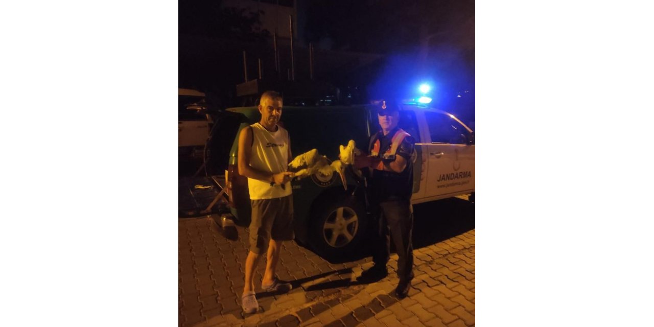 Yaralı leylekleri jandarma kurtardı