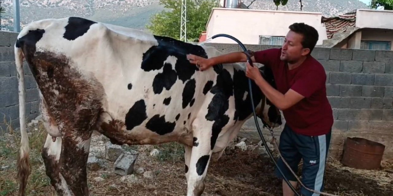 Aşırı sıcakta inek ve keçisini suyla serinletmeye çalıştı