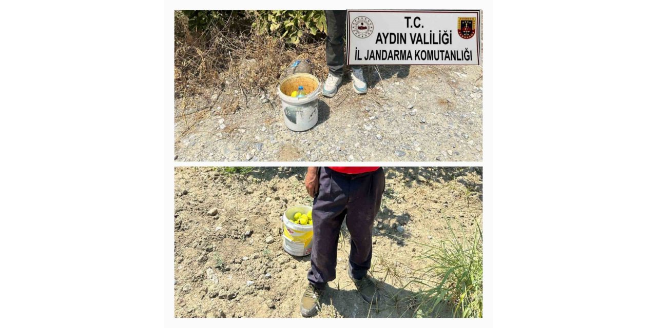 İncir hırsızlarını jandarma suçüstü yakaladı