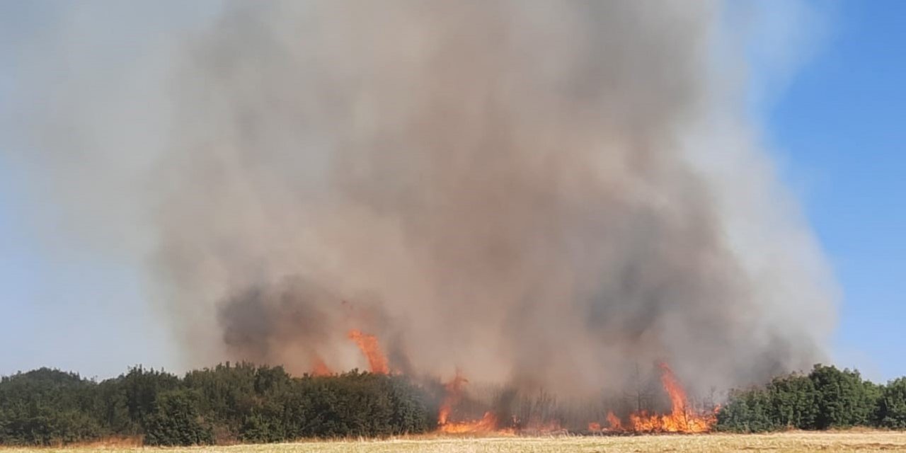 Afyonkarahisar’da dün yaşanan orman yangınında bilanço ortaya çıktı
