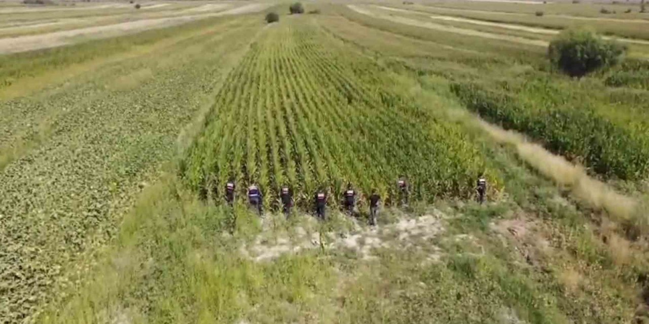Jandarmadan mısır tarlasına "Dron" destekli uyuşturucu operasyonu: 2 gözaltı