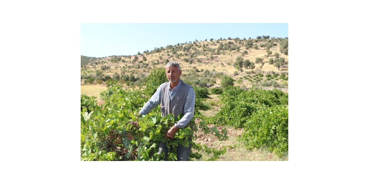 Mardin’de dördüncü kuşak üzüm yetiştiricisi yüksek rekolte bekliyor