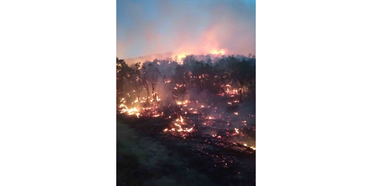 Siirt’te orman yangını: Birçok ilden destek istendi