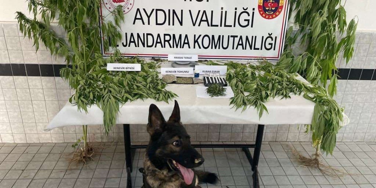 Buharkent’te uyuşturucu operasyonu