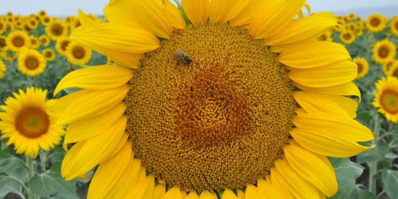 Kars’ta tarlalar ayçiçeği açtı