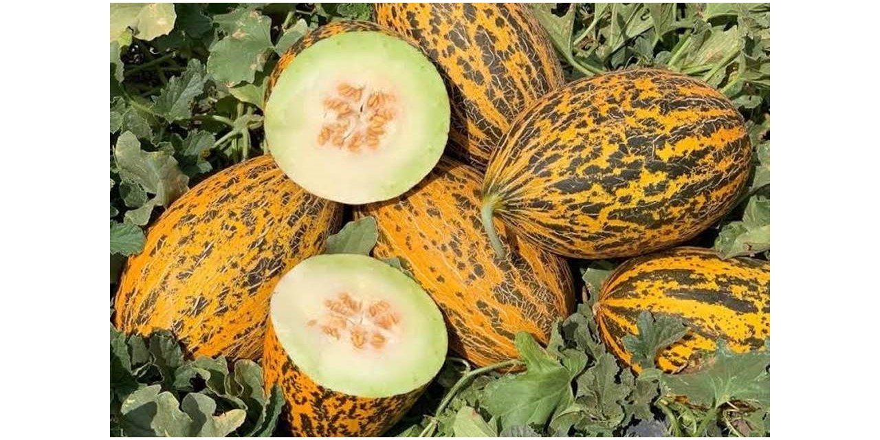 Kavun üreticinin yüzü bu yıl gülüyor