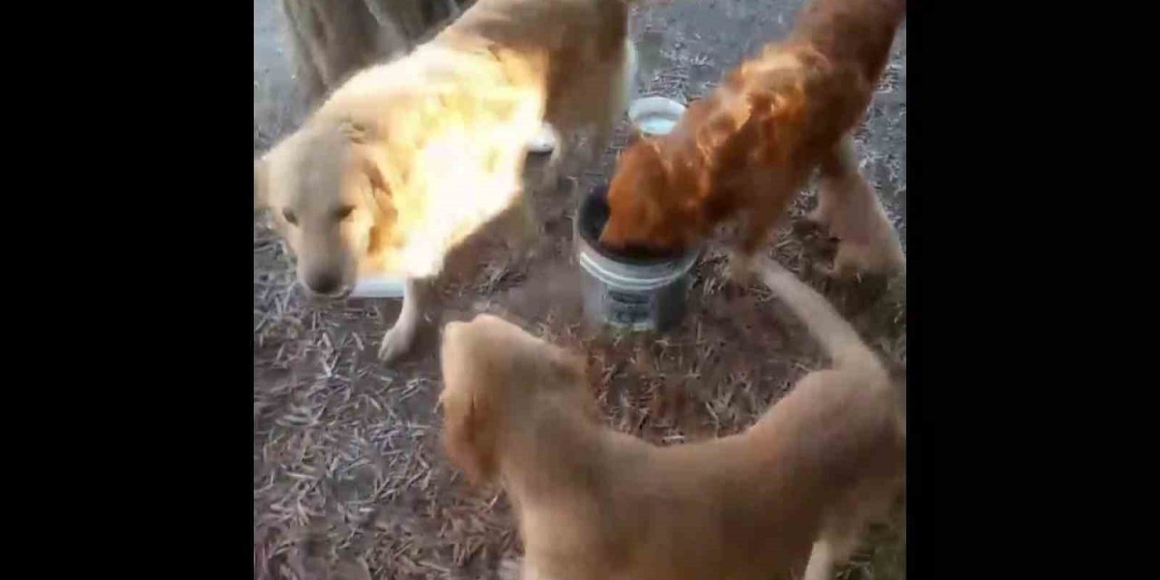 Tel örgüleri kesip yıllardır okulda beslenen 2 köpeği çaldılar