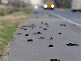 Bursa'ya gökten ölü ''sığırcık" yağdı