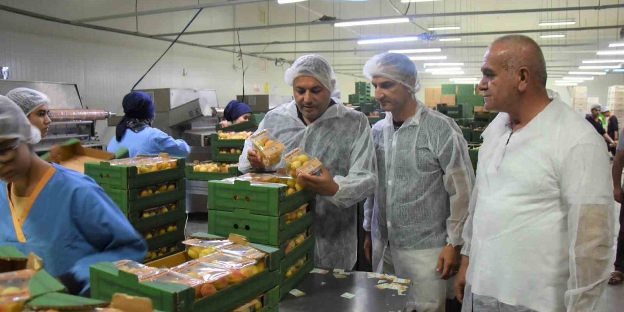 Başkan Sadıkoğlu: "5 bin ton yaş kayısı ihracatı gerçekleştirdik"