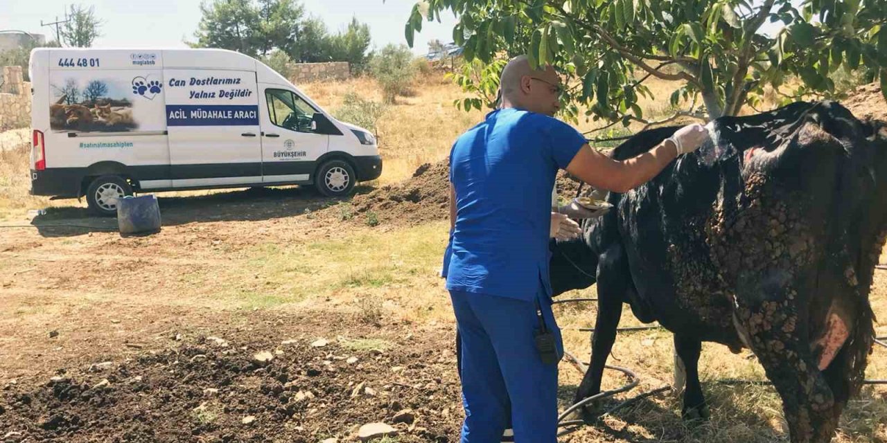 Yangından etkilenen hayvanlara tıbbi müdahale