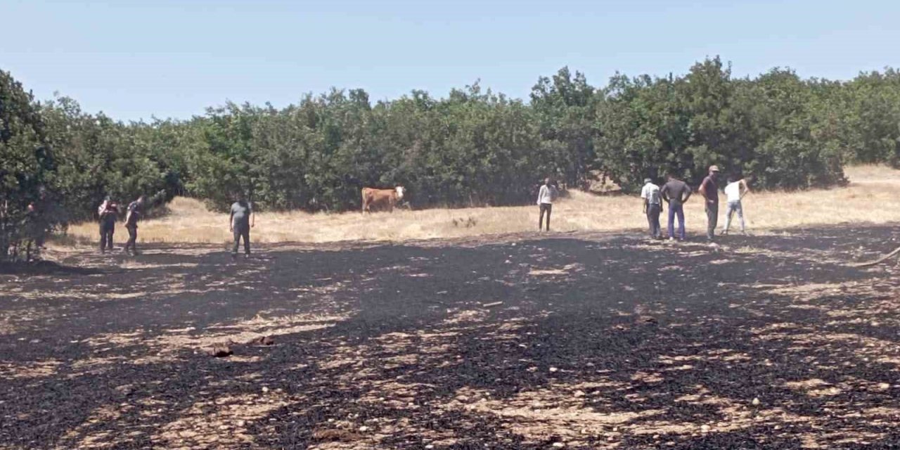 Çıkan anız yangını paniğe sebep oldu