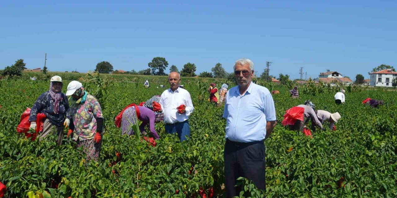 Bafra Ovası’nda kapya biber hasadı başladı