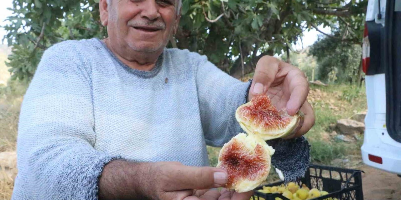 Enkaz kentte ağızları tatlandıran hasat yüz güldürdü