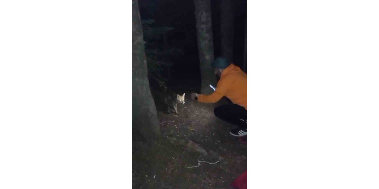 Uludağ’da yanına gelen tilkiye köfte ikram etti