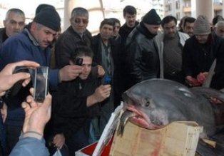 Konyalılar şifayı 'jaws'da aradı