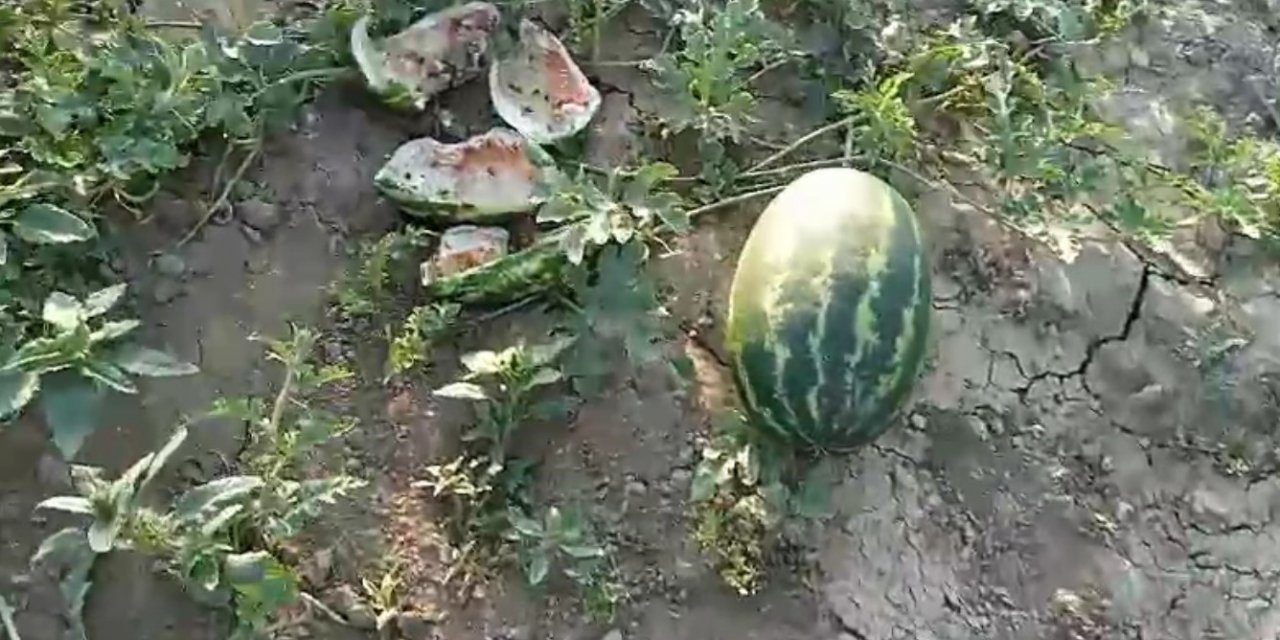 Sıcaktan bunalan ayılar, girdikleri bahçede yüzlerce karpuzu yedi