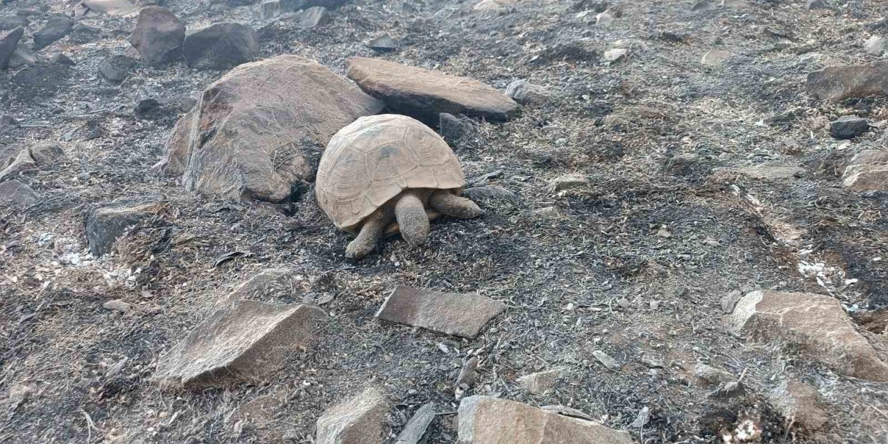 Yangının neden olduğu hasar gün doğumuyla ortaya çıktı
