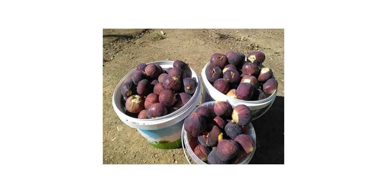 Siirt’te taze incir tezgahlarda