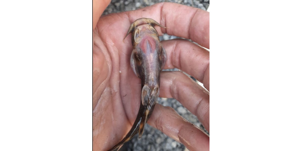 Habur Çayı’nda ’İğneli bodur yayın balığı’ amatör balıkçıların ağına takıldı