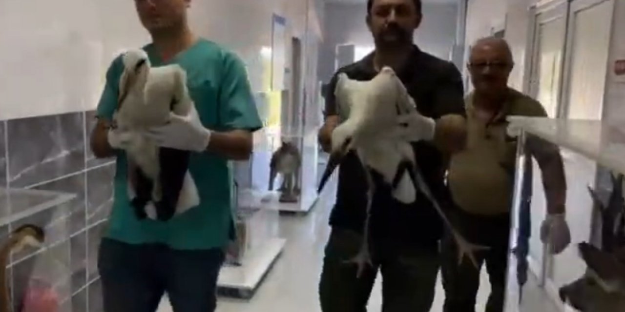 Göç sırasında yaralanan leylekler, tedavisinin ardından doğaya bırakıldı