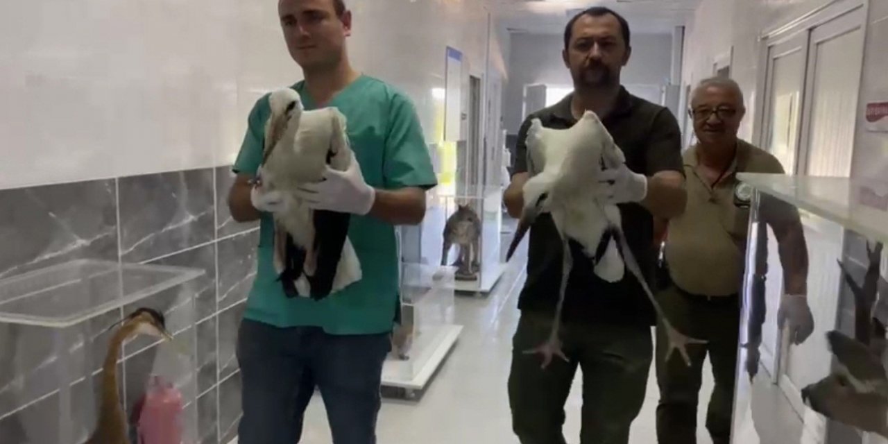 Leylek yavruları tedavi edilerek doğaya salındı