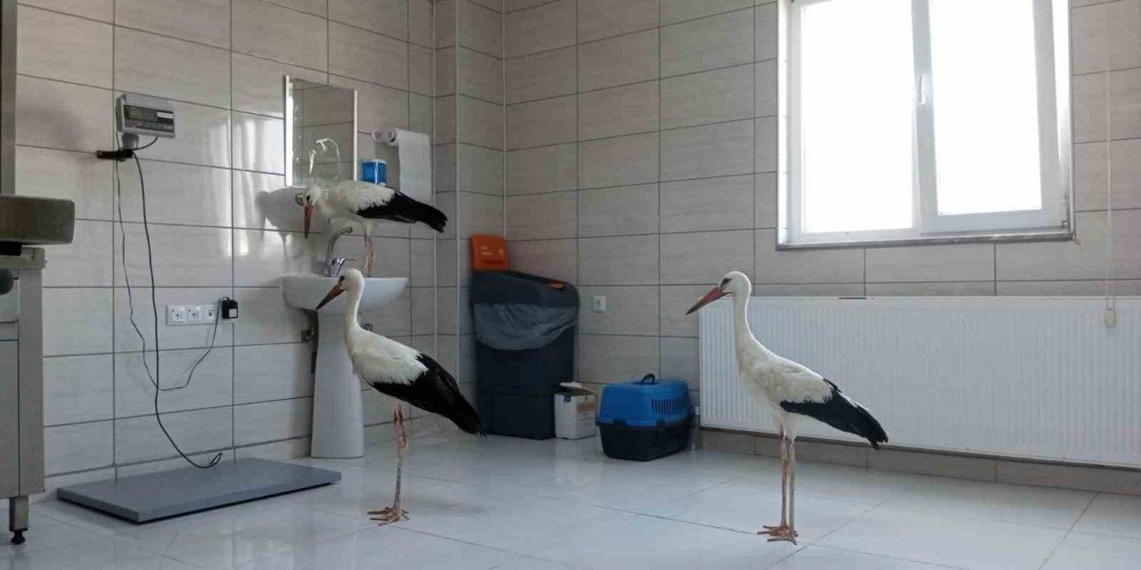 Tedavileri tamamlanan 3 leylek doğaya salındı