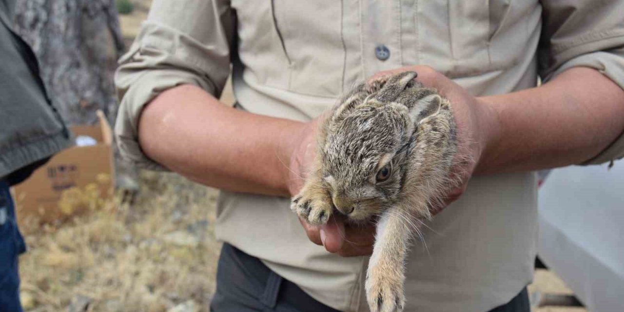 Yangın bölgesindeki çukurda bulunan 2 yavru tavşan doğaya bırakıldı