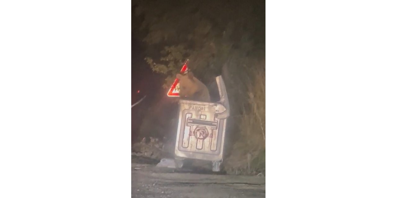 Şehre inen ayı çöpten karnını doyurdu