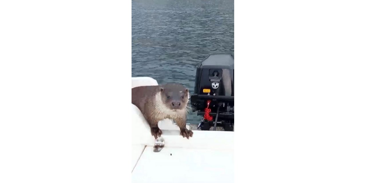 Balıkçı teknesinde sürpriz misafir