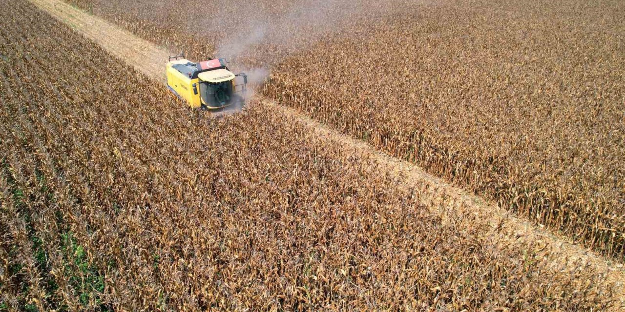 Sıcak hava mısırda rekolteyi yüzde 10 düşürdü