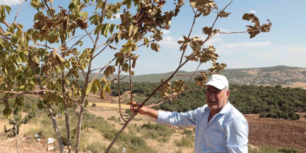Çöl sıcakları meyve ağaçlarını kurutuyor