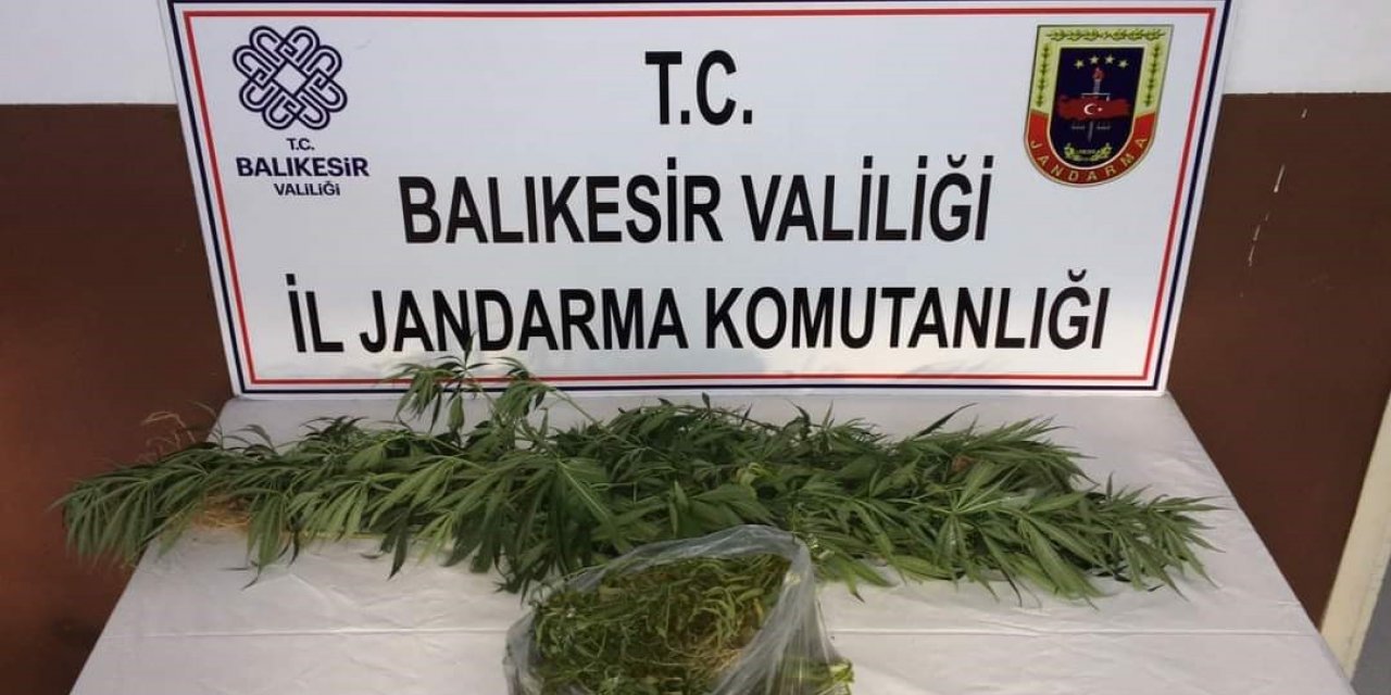 Kirazlı Manastırı mevkiinde kenevir bulundu