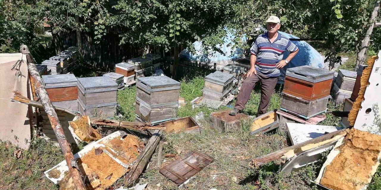 Aç kalan ayı köye indi: Kovanlardaki arıları telef etti