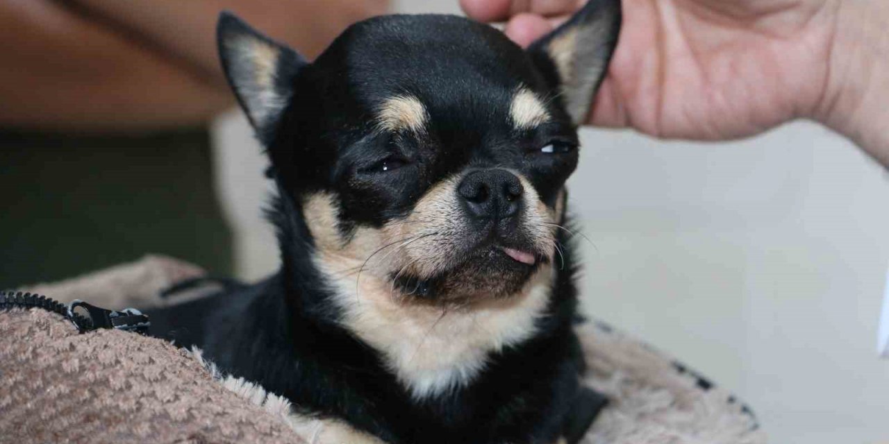 Almanya’da tedavi edilemeyen ’Rocky’ isimli köpek şifayı Diyarbakır’da buldu