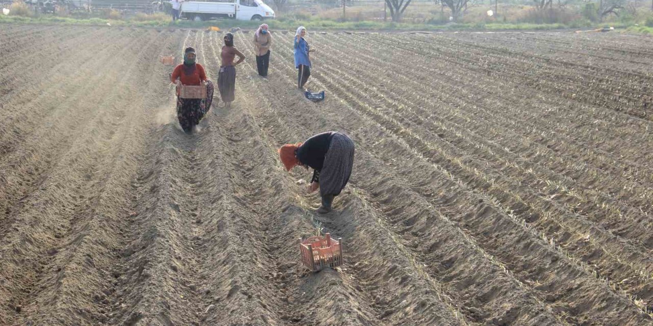 Kıymeti korona virüs salgınında anlaşılan pırasaya olan rağbet her geçen gün artıyor