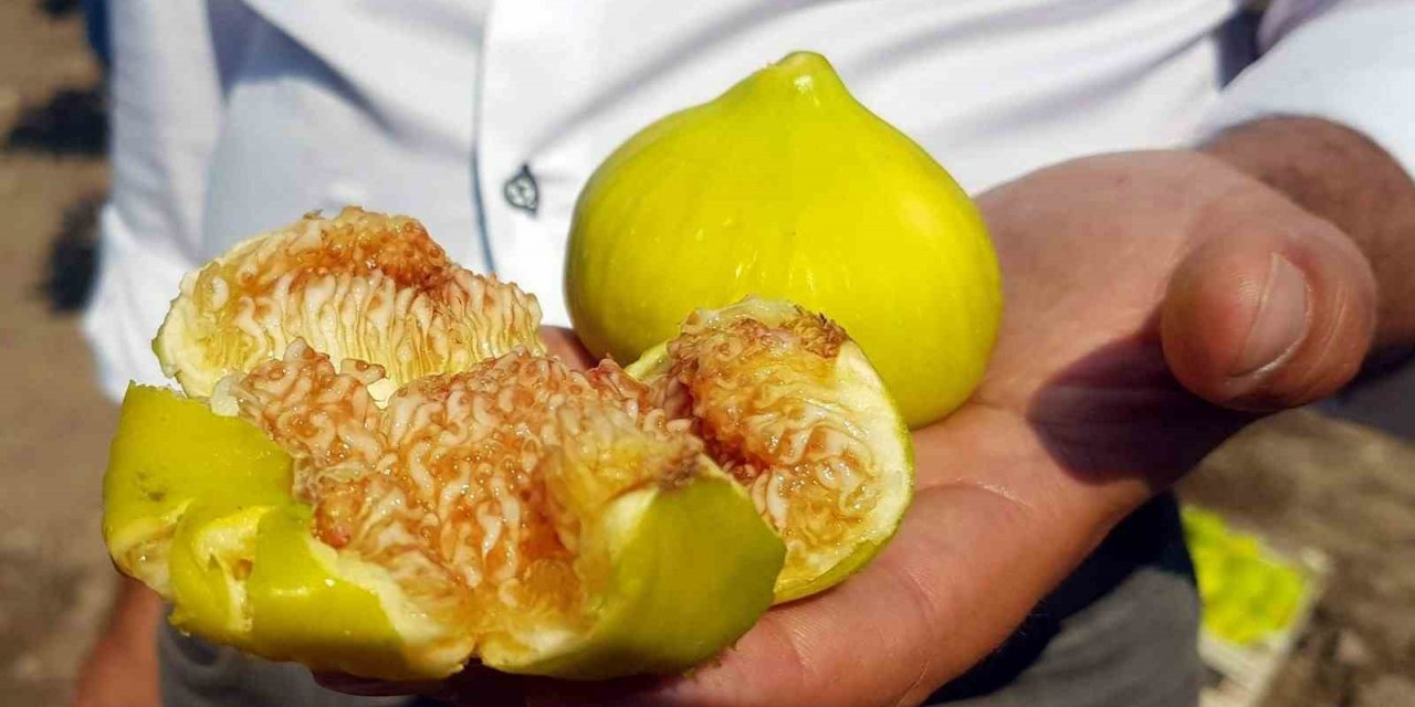 Aydın’da taze incir hasadı devam ediyor